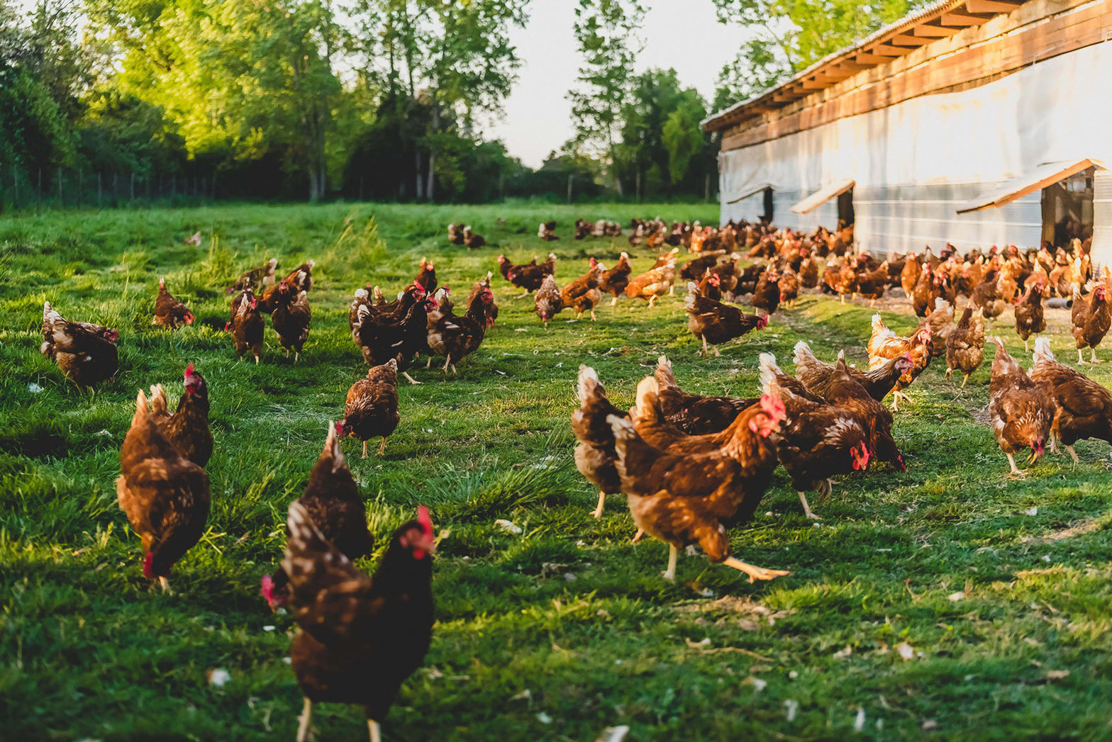 Gallinas felices criadas en libertad en prados de Ibias
