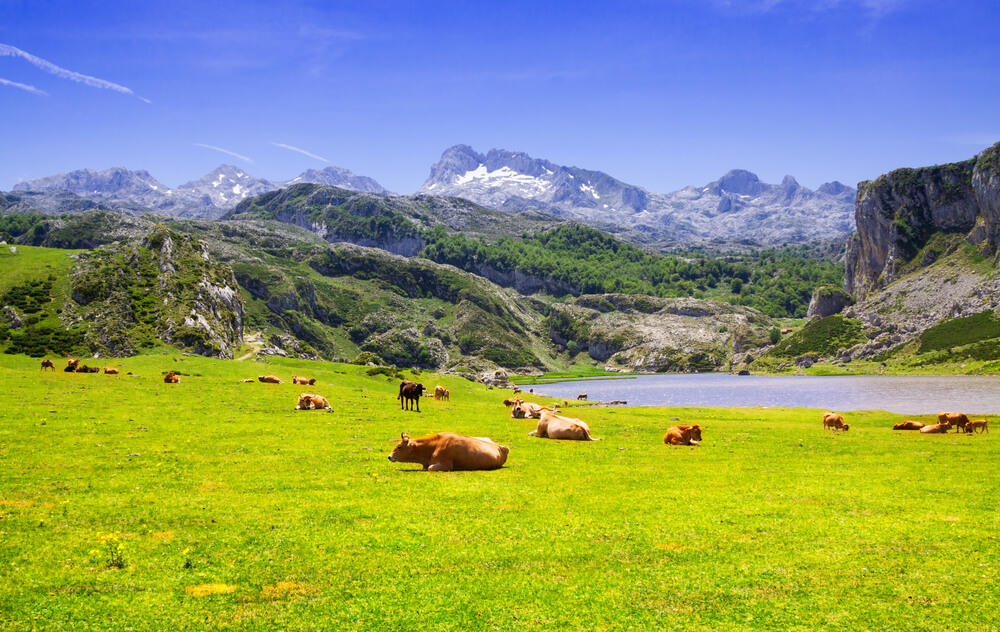 Prado con ganado en Asturias